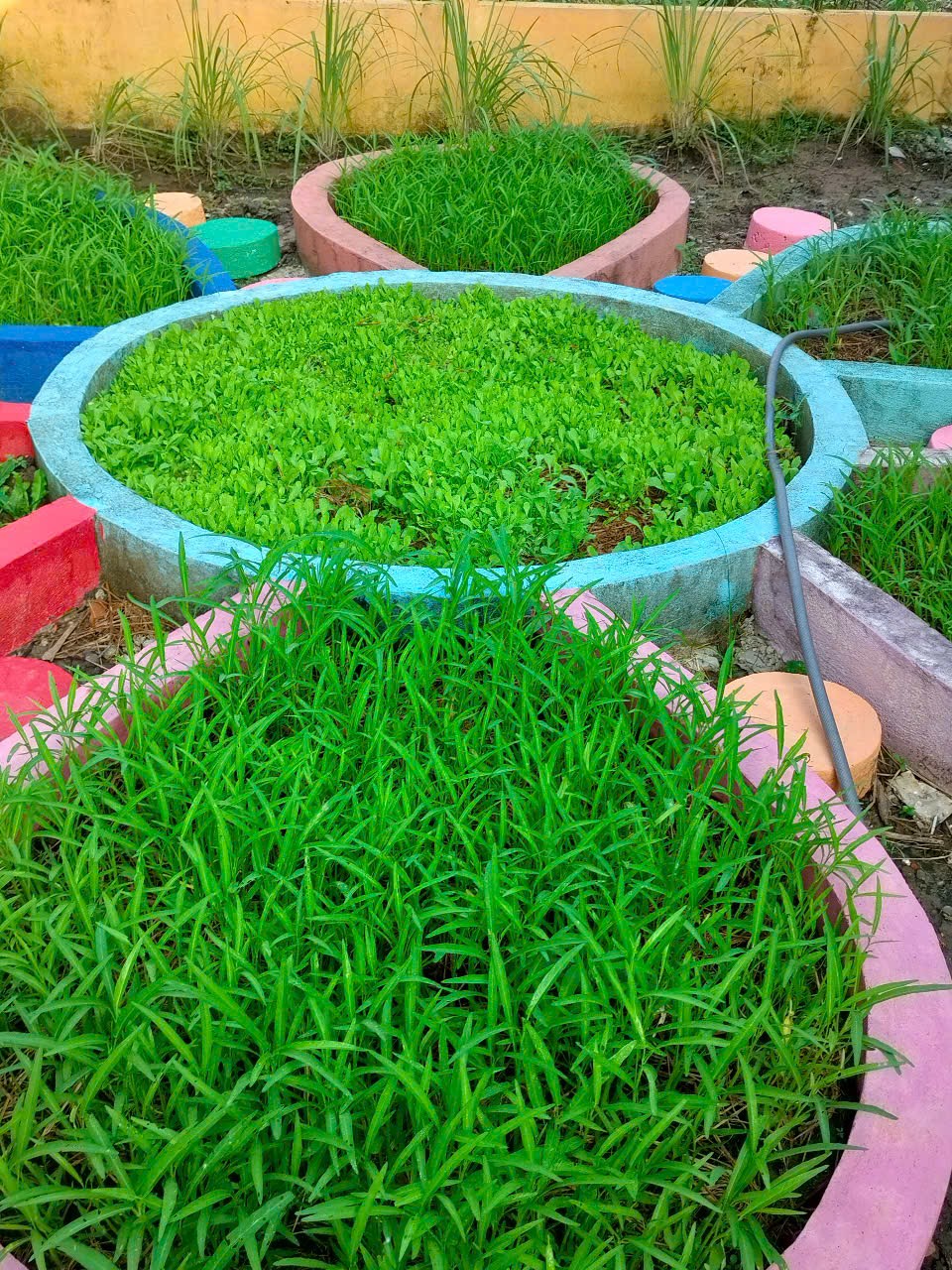 Vườn rau của bé